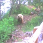 Young grizzly when first encountered.