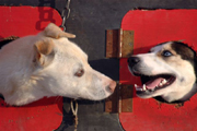 Dogs discuss race strategy while sitting in the back of a musher's dog truck.