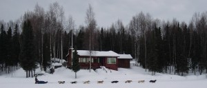 An Iditarod racer heads to Nome from the Iditarod restart in Willow.